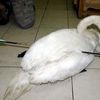 Impaled Swan Returned To The Wild 